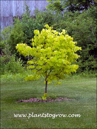This is a three year old tree. It gets 1/2 day of full sun, 1/4 day filtered the rest shade.